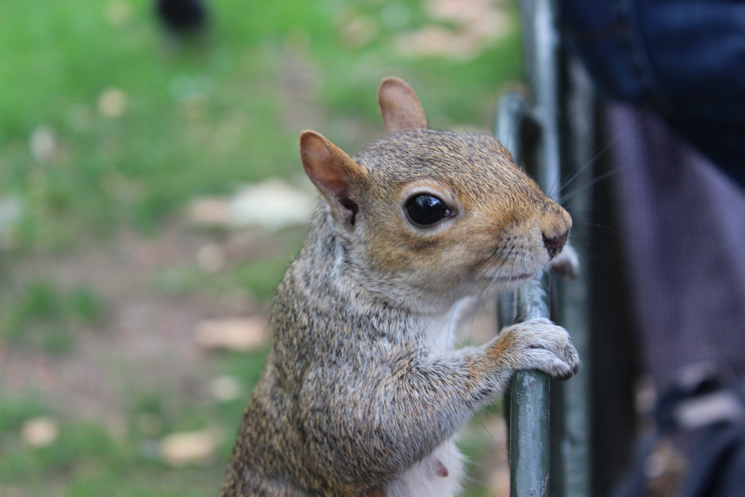 St. James's Park